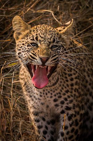 117 Zuid-Afrika, Sabi Sand Game Reserve, luipaard.jpg
